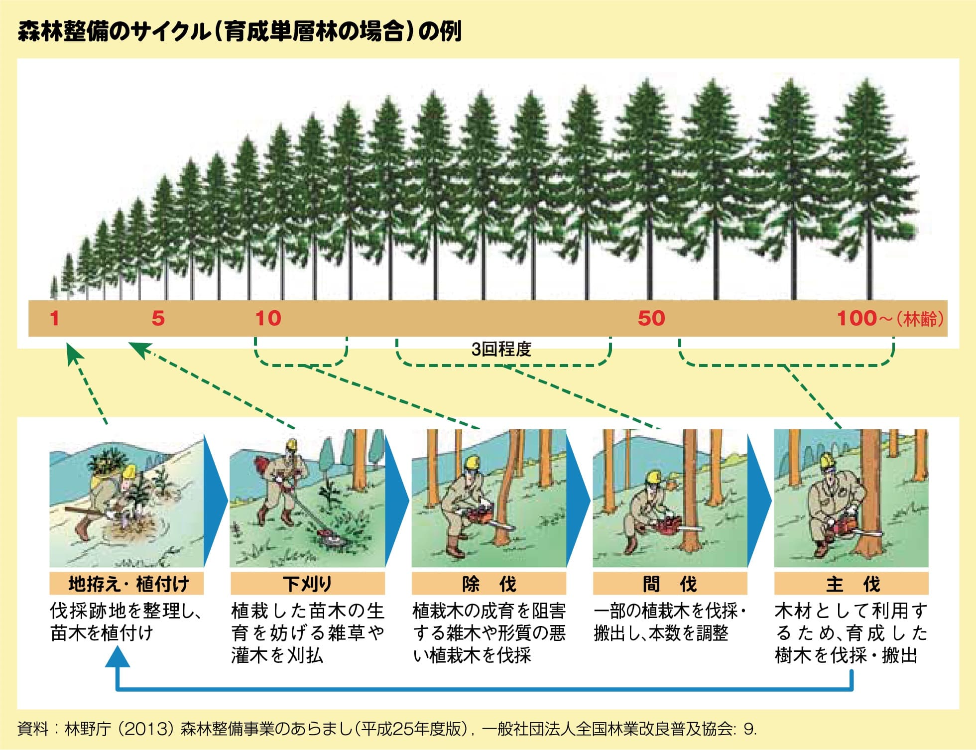 森林整備のサイクル（育成単層林の場合）の例